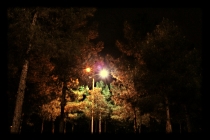 جنگلی در شب